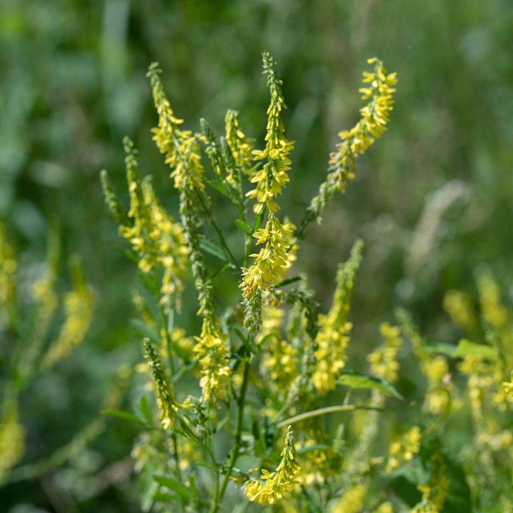 Graines de Mélilot jaune - Melilotus officinalis