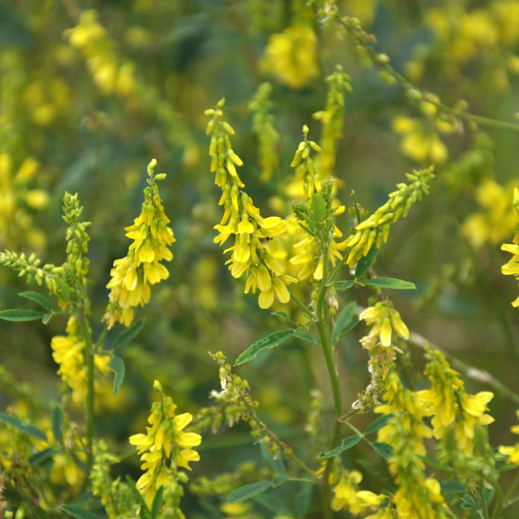 Graines de Mélilot jaune - Melilotus officinalis