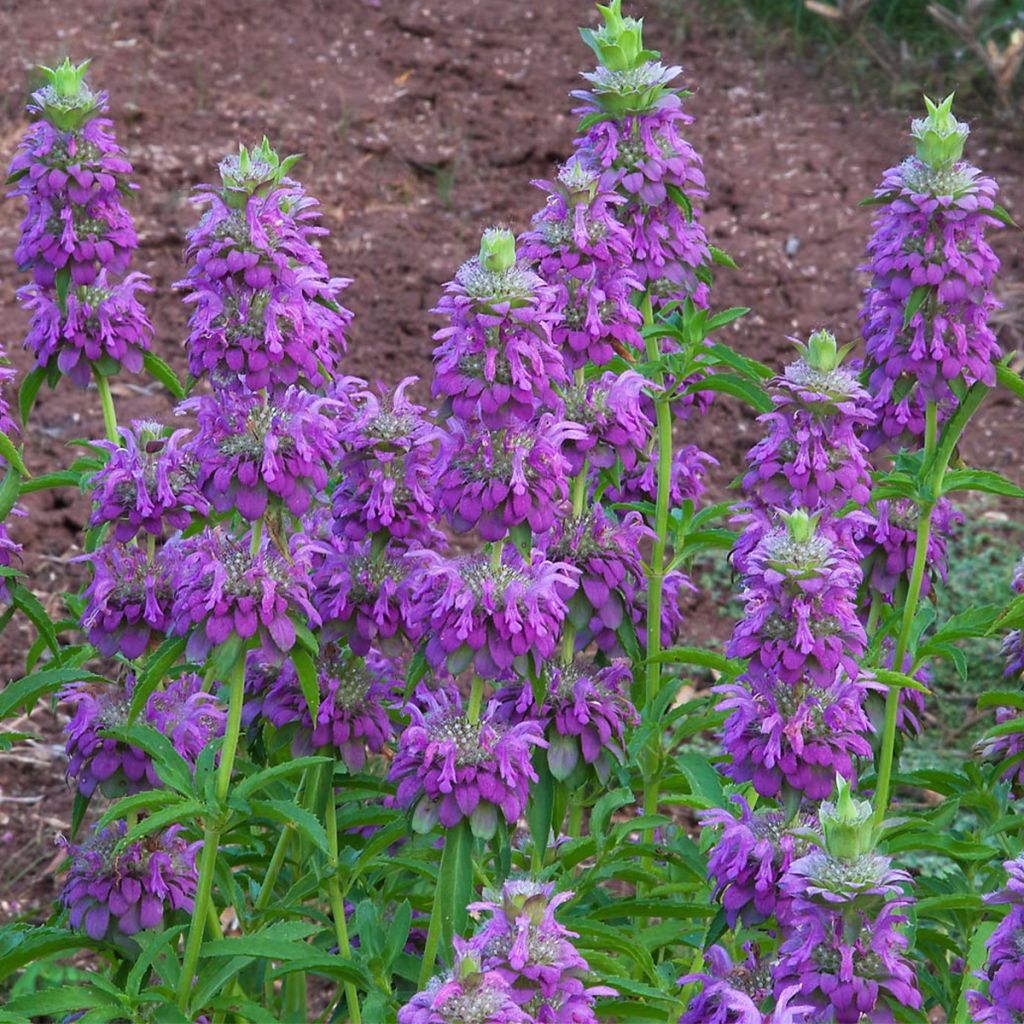 Graines de Monarde citriodora Bees Favourite - Bergamote