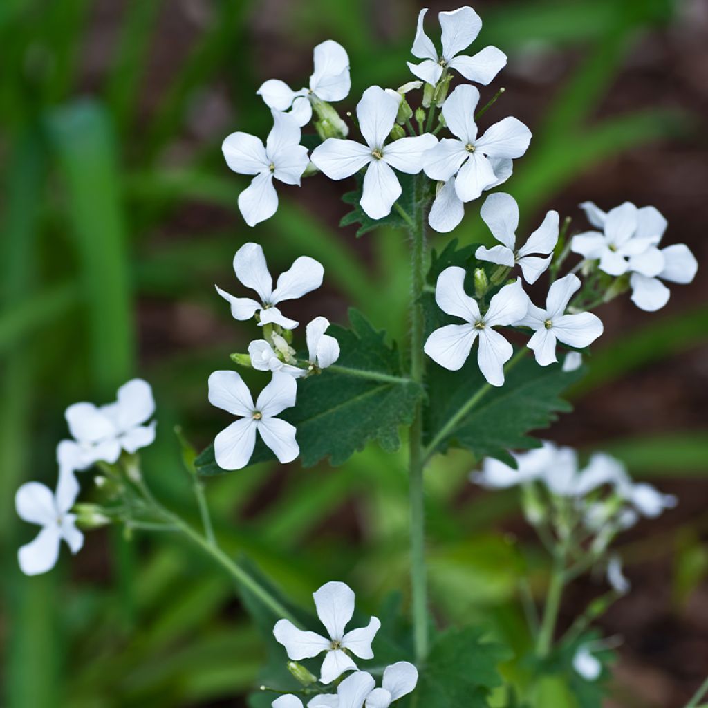 Graines de Monnaie-du-Pape Blanche - Lunaria annua Alba