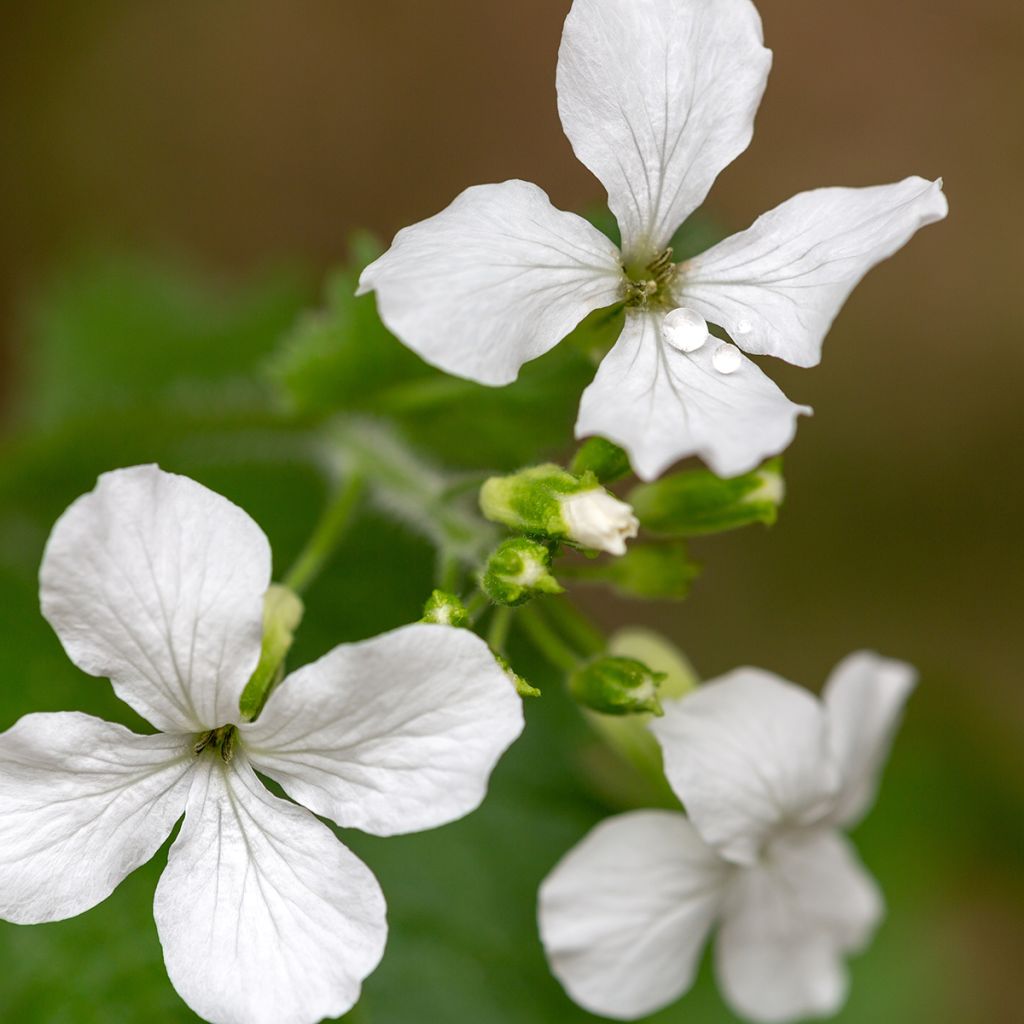 Graines de Monnaie-du-Pape Blanche - Lunaria annua Alba