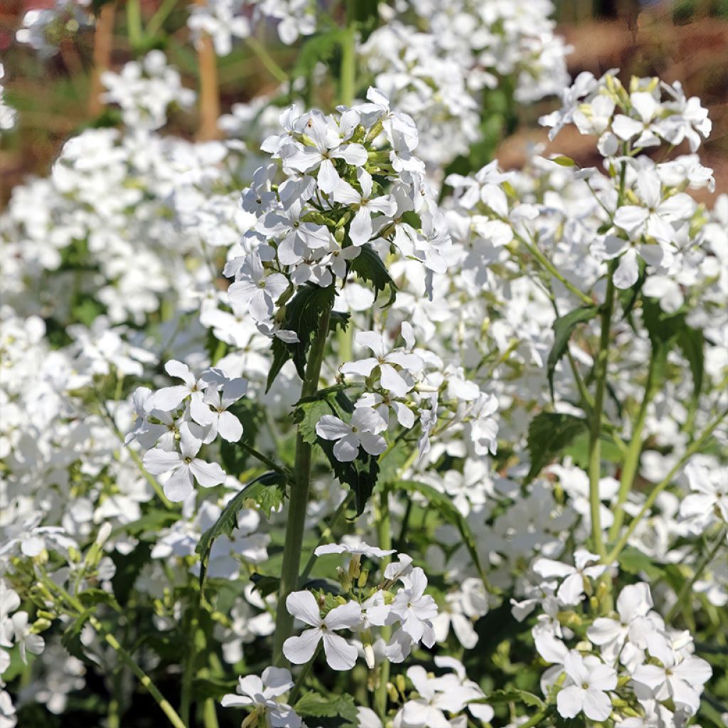 Graines de Monnaie-du-Pape Blanche - Lunaria annua Alba