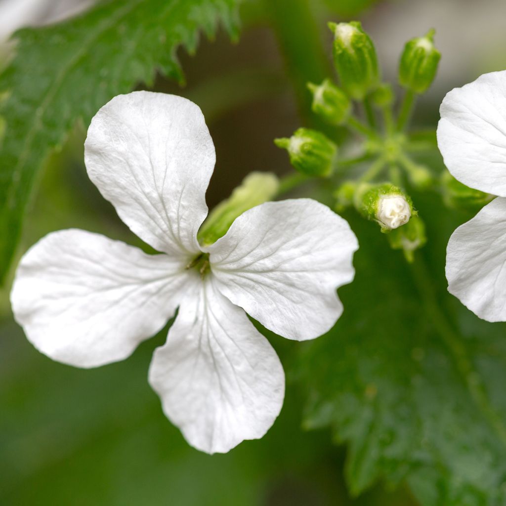 Graines de Monnaie-du-Pape Blanche - Lunaria annua Alba