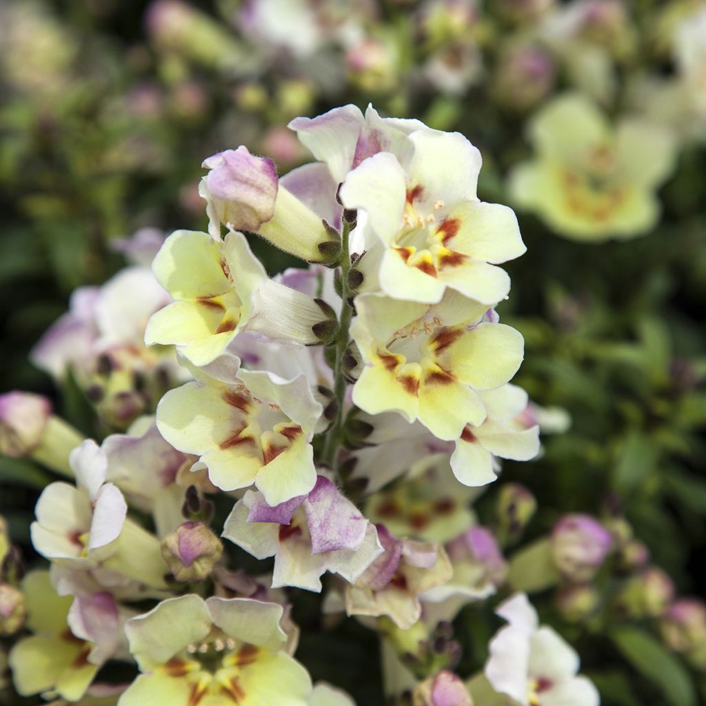 Graines de Muflier Antiquity Lemon - Antirrhinum majus