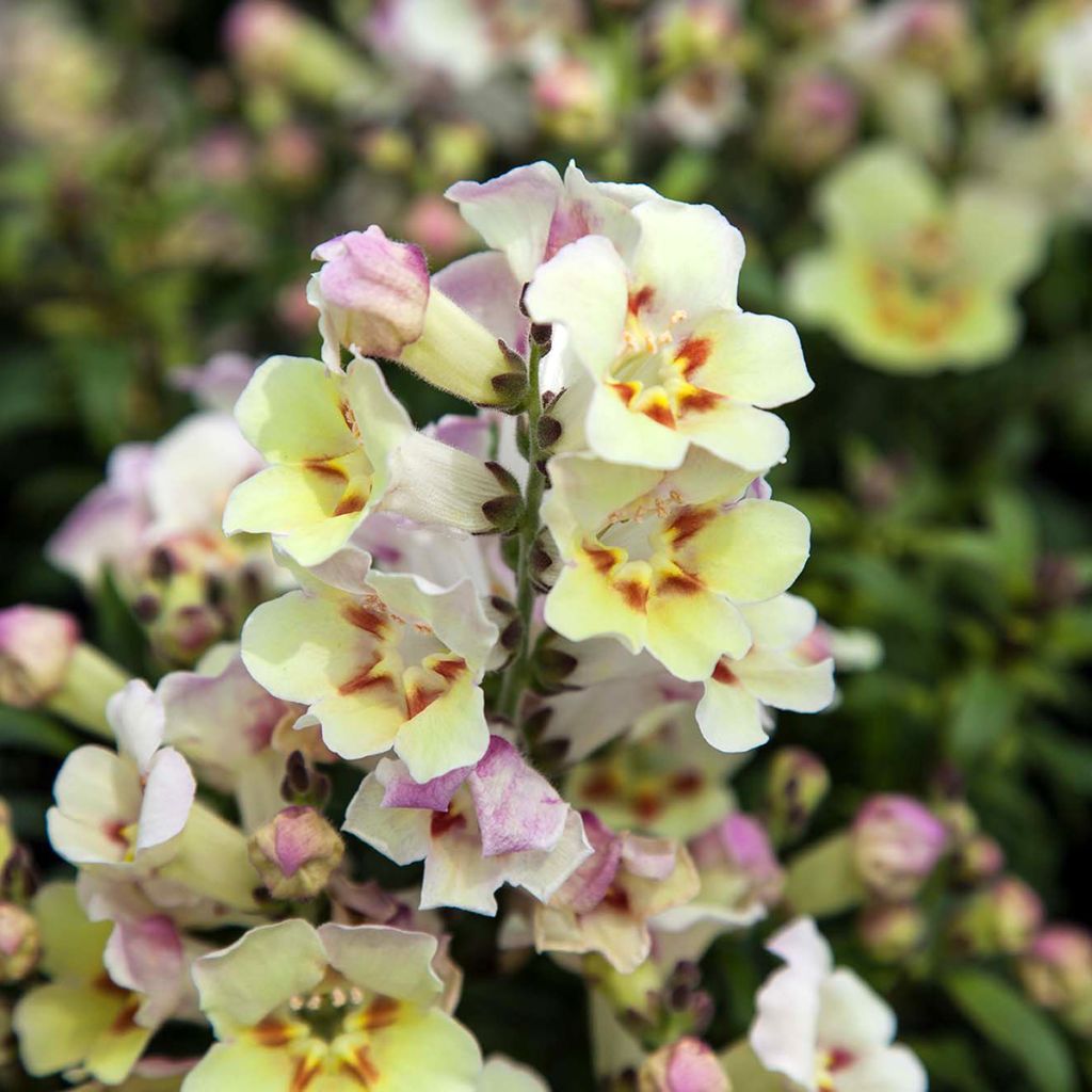 Graines de Muflier Antiquity Lemon - Antirrhinum majus