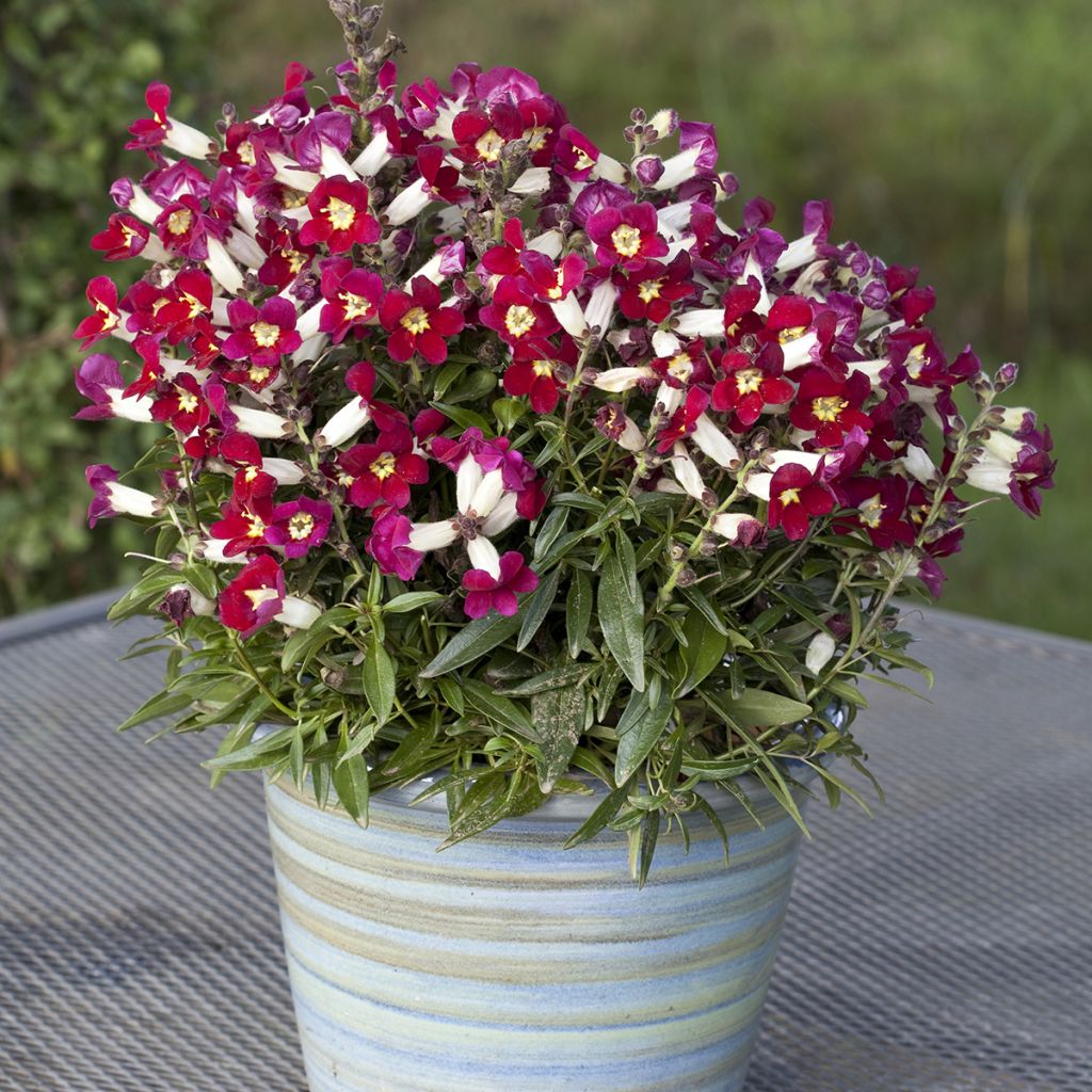 Graines de Muflier Antiquity Red Bicolour - Antirrhinum majus