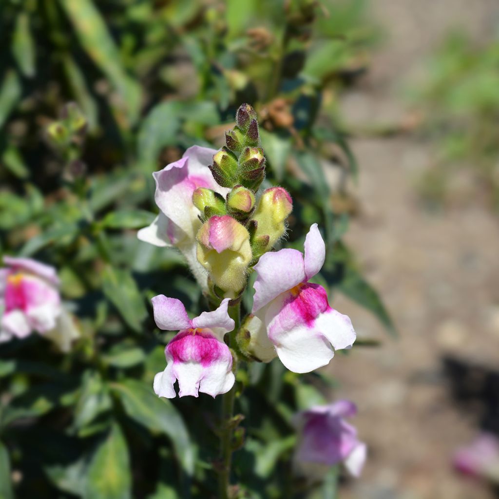 Graines de Muflier Circus Clowns - Antirrhinum majus