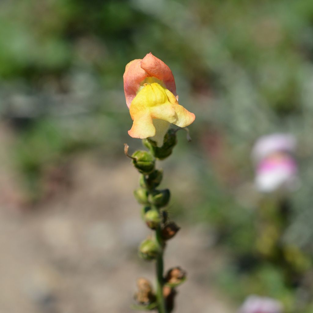 Graines de Muflier Circus Clowns - Antirrhinum majus