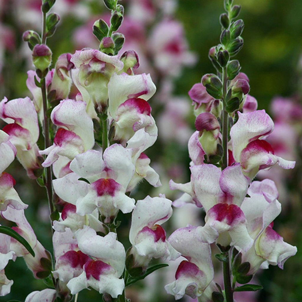 Graines de Muflier Lucky Lips - Antirrhinum majus