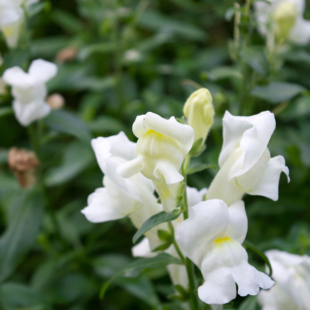 Graines de Muflier Royal Bride - Antirrhinum majus