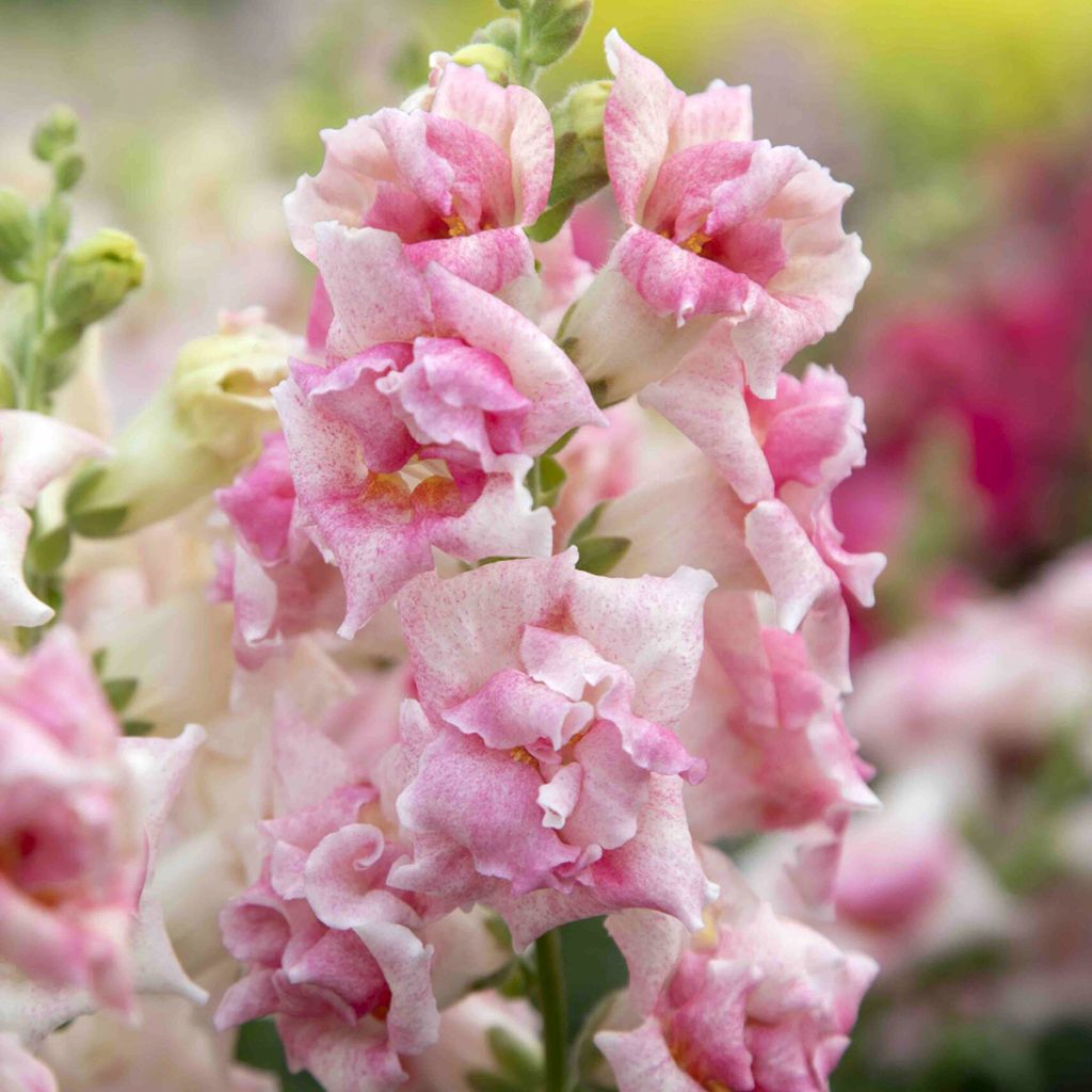 Graines de Muflier Sweet Duet Appleblossom - Antirrhinum majus