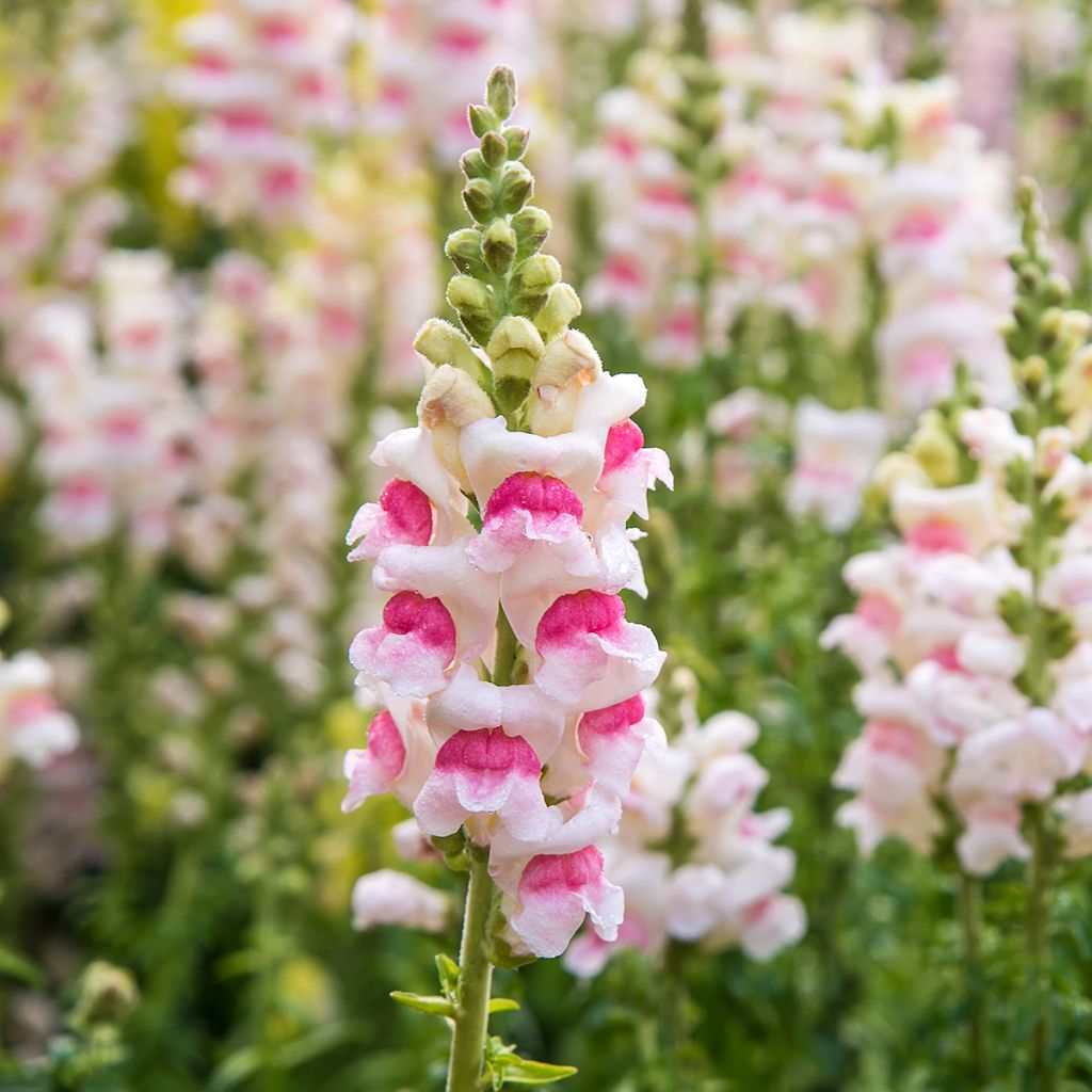 Graines de Muflier Sweet Duet Appleblossom - Antirrhinum majus