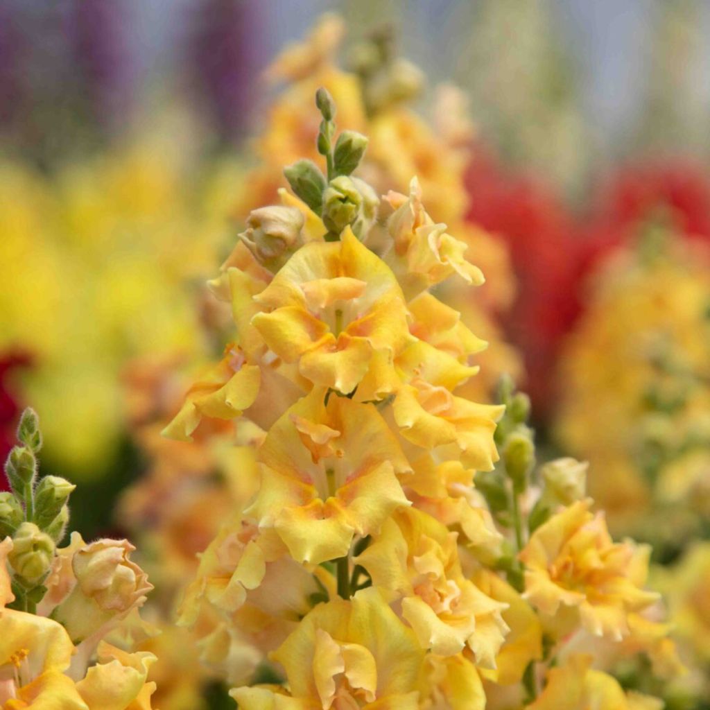 Graines de Muflier Sweet Duet Citrus - Antirrhinum majus