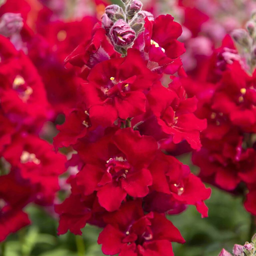 Graines de Muflier Sweet Duet Deep Red - Antirrhinum majus