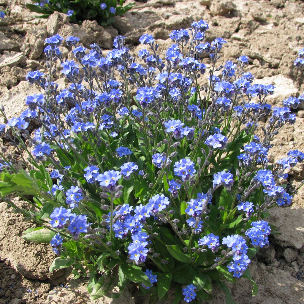 Graines de Myosotis des forêts Ultramarine - Myosotis sylvatica