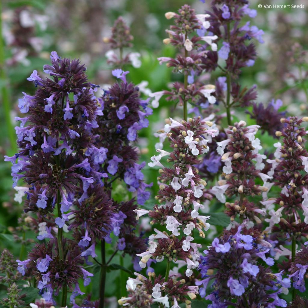 Graines de Nepeta grandiflora Border Ballet