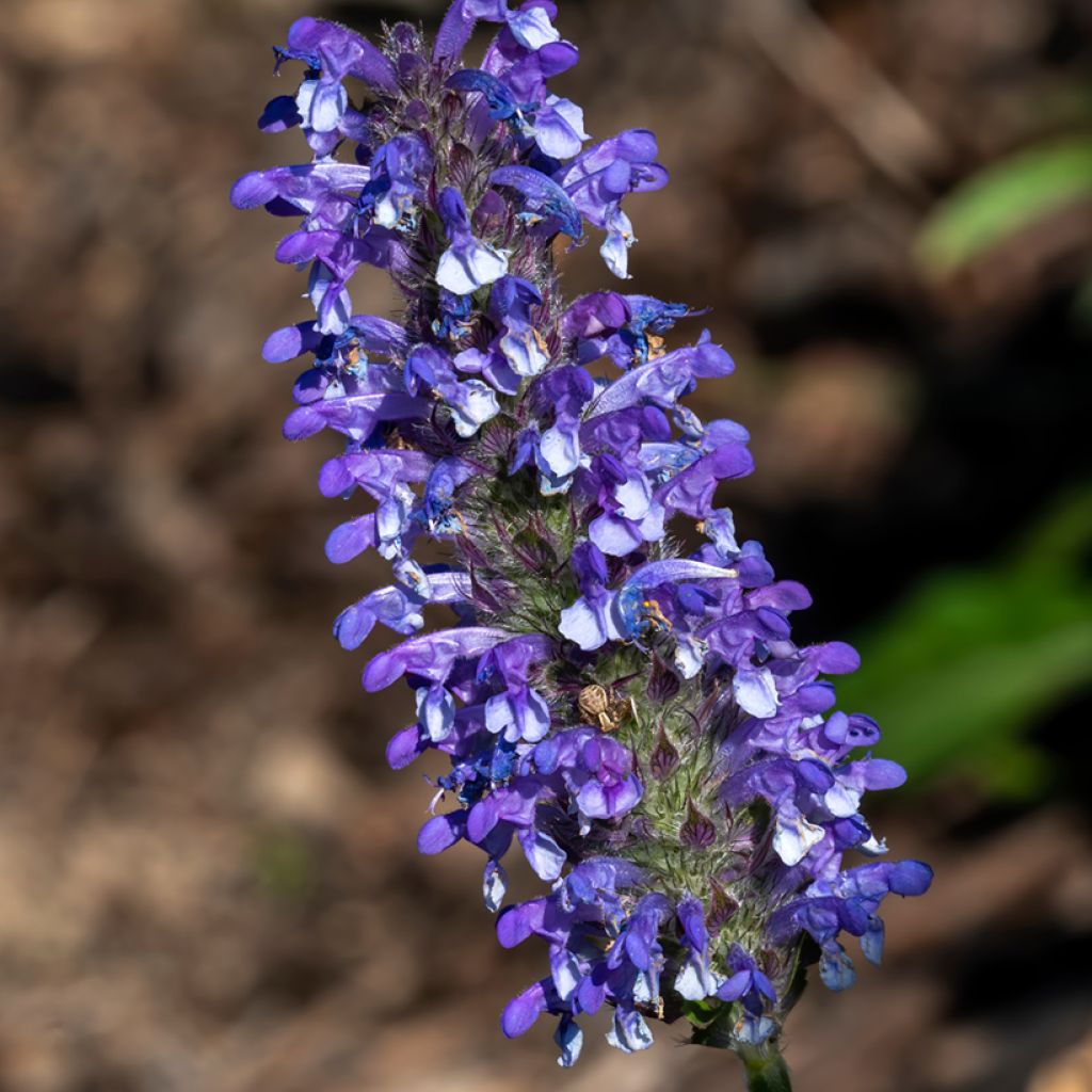 Graines de Nepeta nervosa Blue Moon - Chataire nervurée