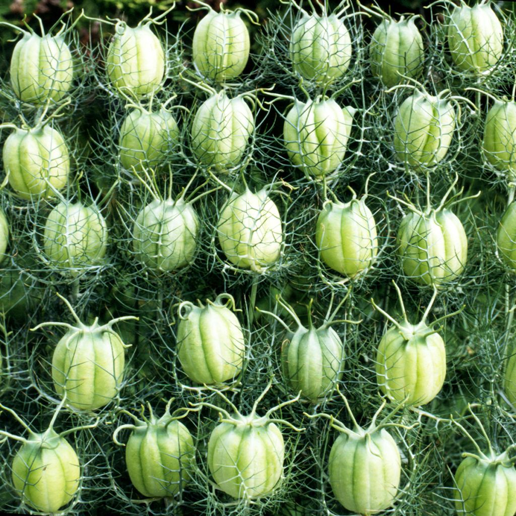 Graines de Nigelle de Damas Blanche à capsule verte