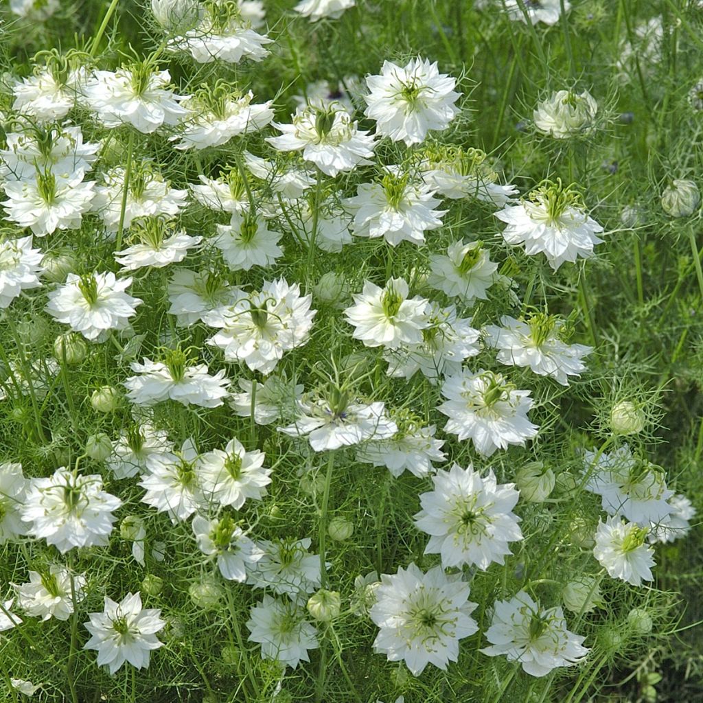 Graines de Nigelle de Damas Blanche à capsule verte