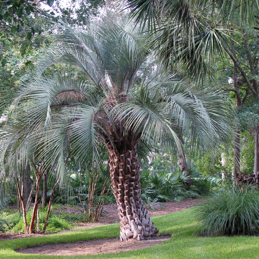 Graines de Palmier abricot - Butia capitata