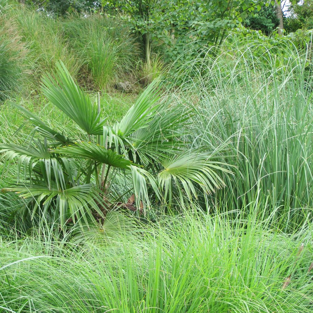 Graines de Palmier de Chine - Trachycarpus Fortunei