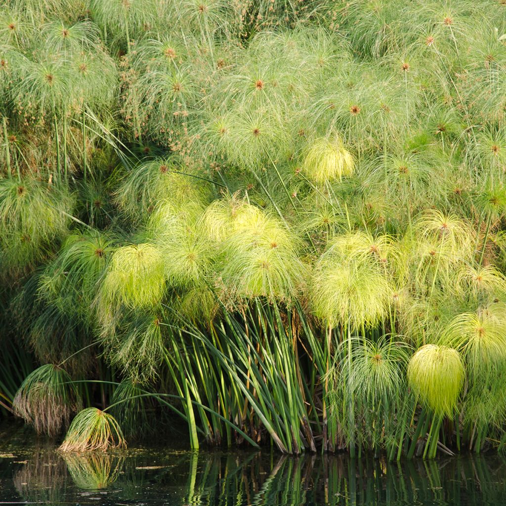 Graines de Papyrus du Nil - Cyperus papyrus