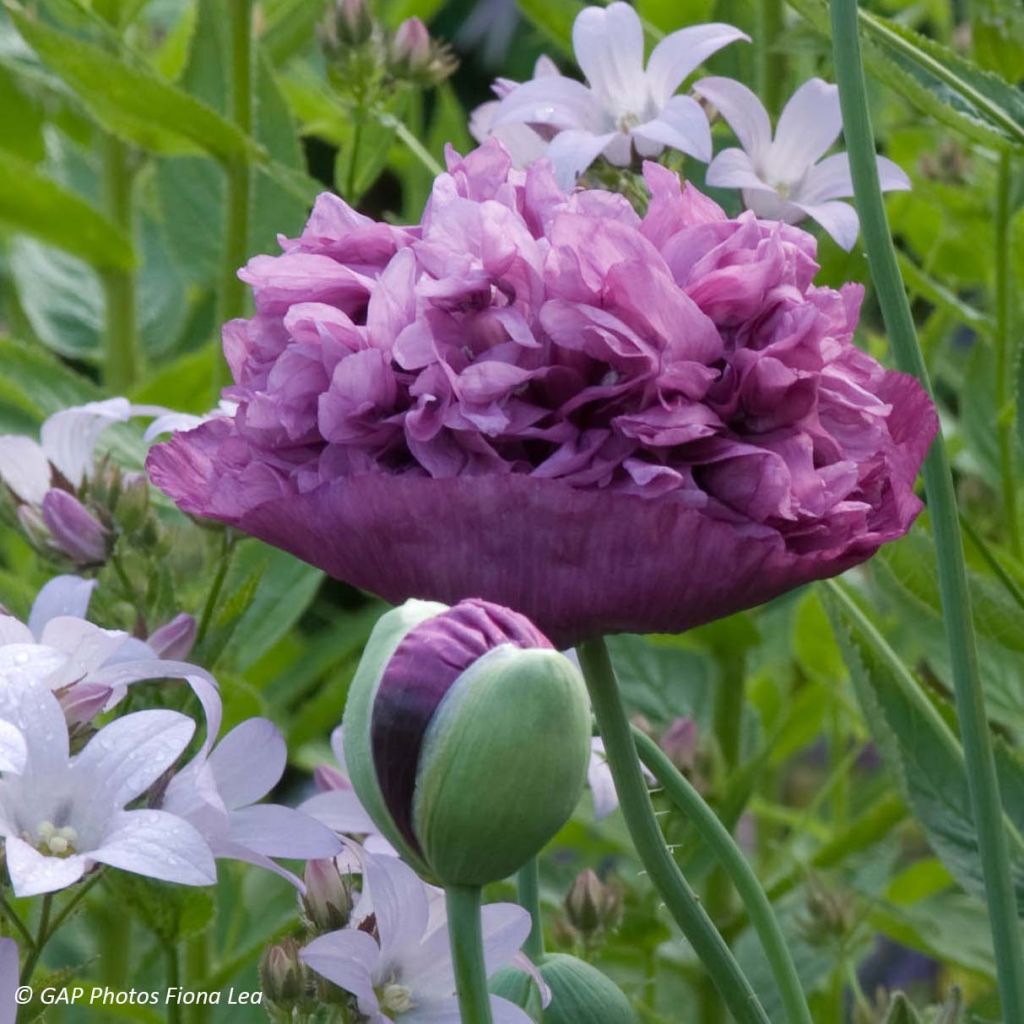 Graines de Pavot Purple Peony - Papaver somniferum 