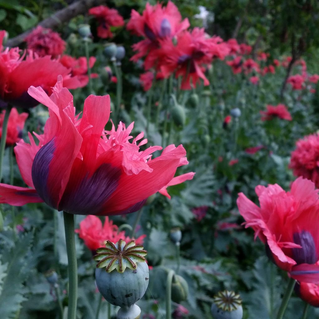 Graines de Pavot annuel Crimson Feathers - Papaver somniferum