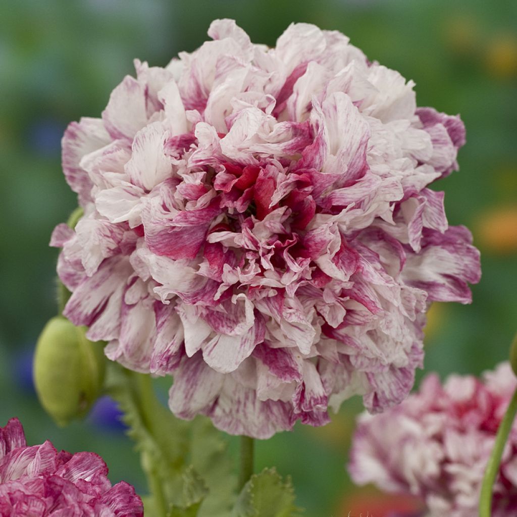 Graines de Pavot annuel Flemish Antique - Papaver somniferum