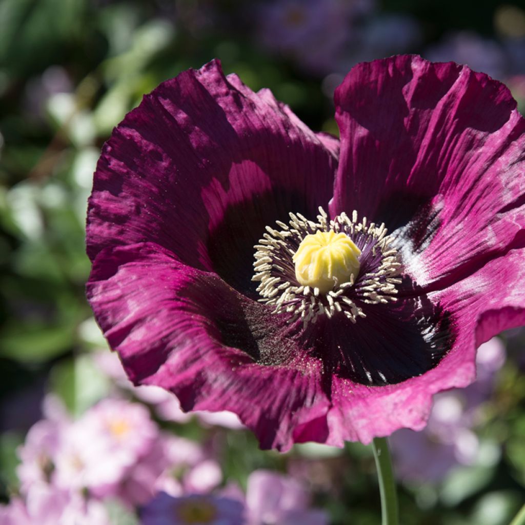 Graines de Pavot annuel Lauren's Grape - Papaver somniferum