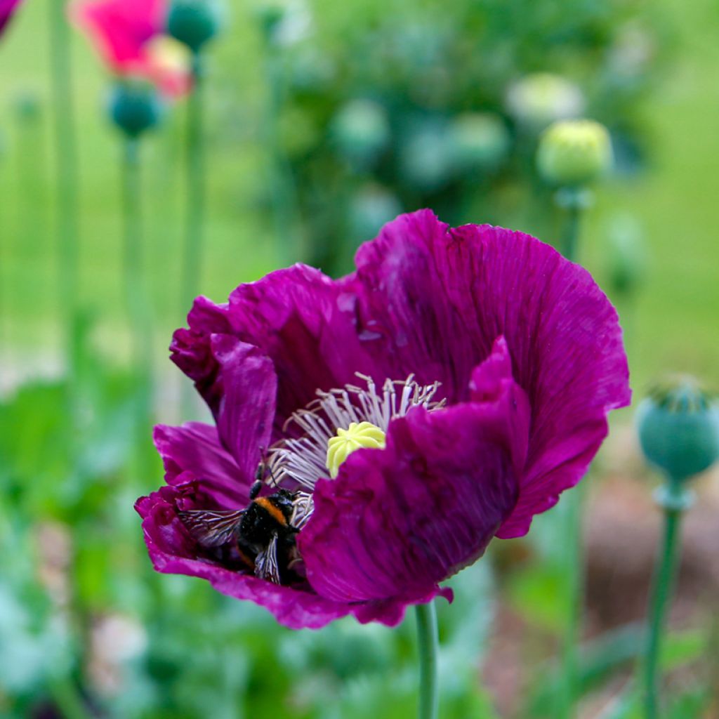 Graines de Pavot annuel Lauren's Grape - Papaver somniferum