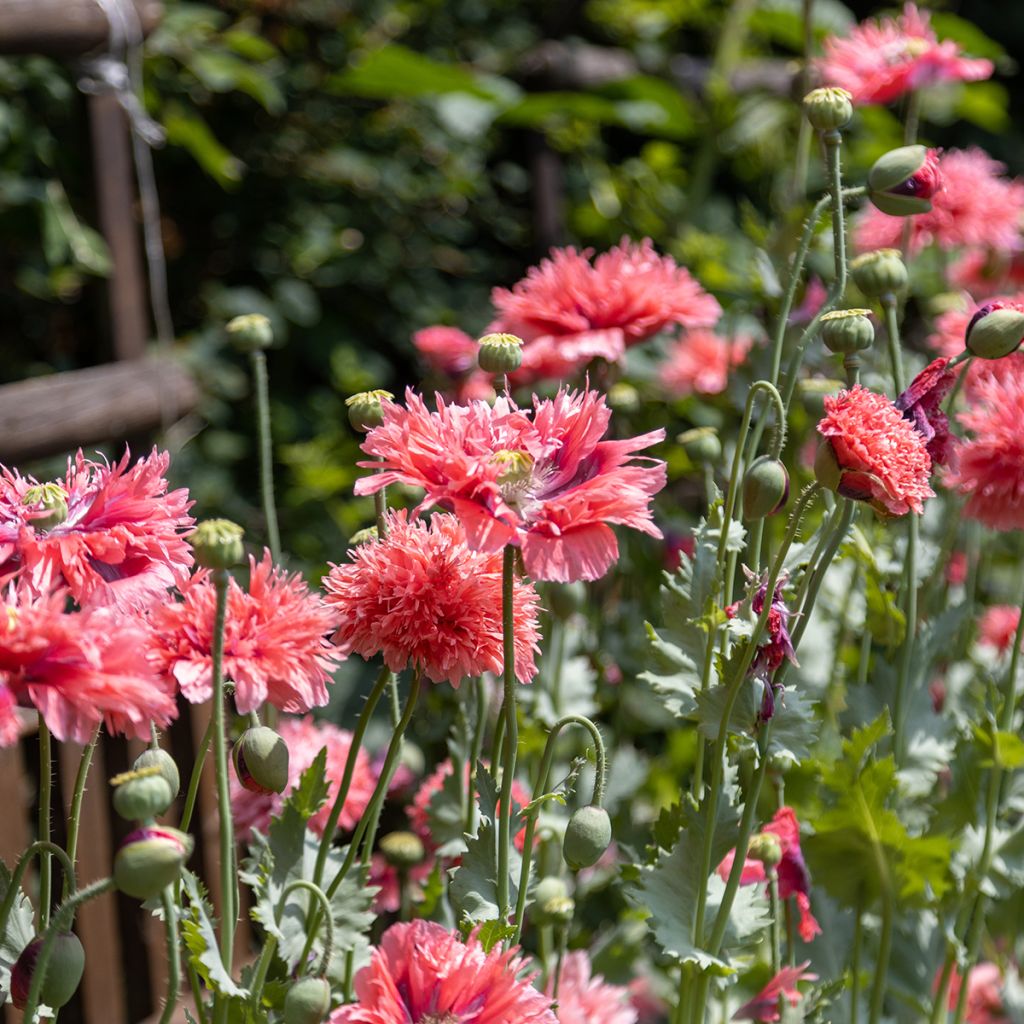 Graines de Pavot annuel Rose Feathers - Papaver somniferum