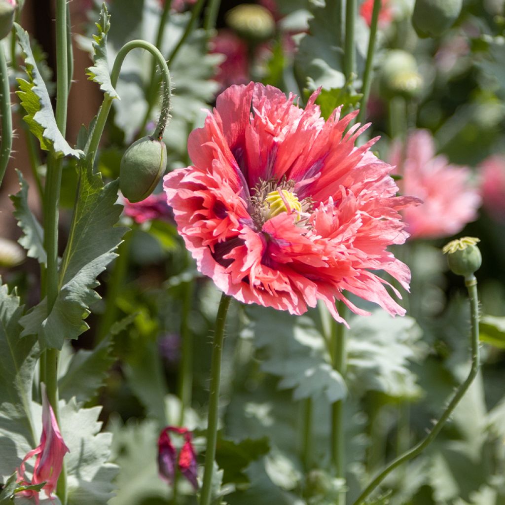 Graines de Pavot annuel Rose Feathers - Papaver somniferum