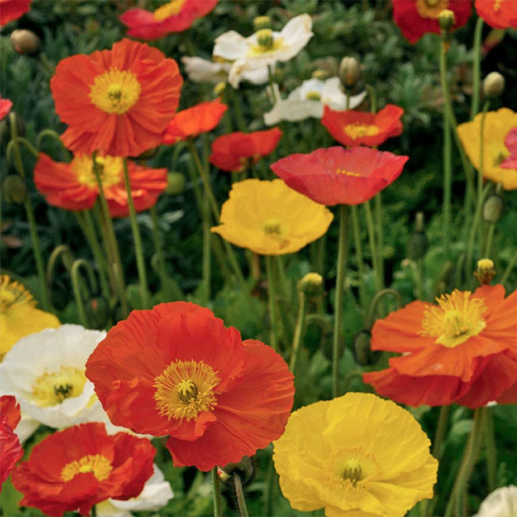 Pavot d'Islande Pulchinella Mixed - Papaver nudicaule