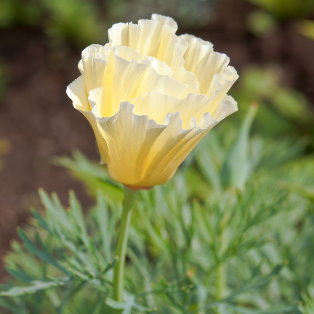 Graines de Pavot de Californie Cream Swirl - Eschscholzia californica