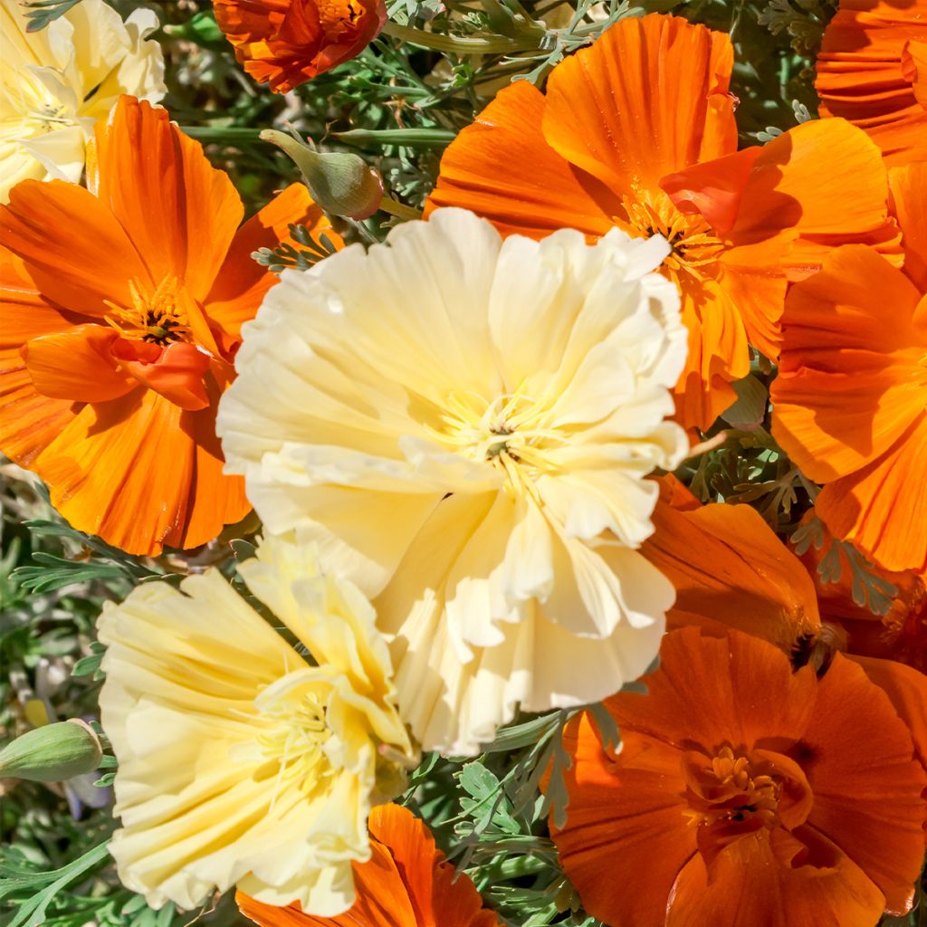 Graines de Pavot de Californie Cream Swirl - Eschscholzia californica