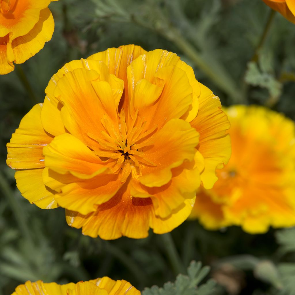 Graines de Pavot de Californie Lady Marmalade - Eschscholzia californica