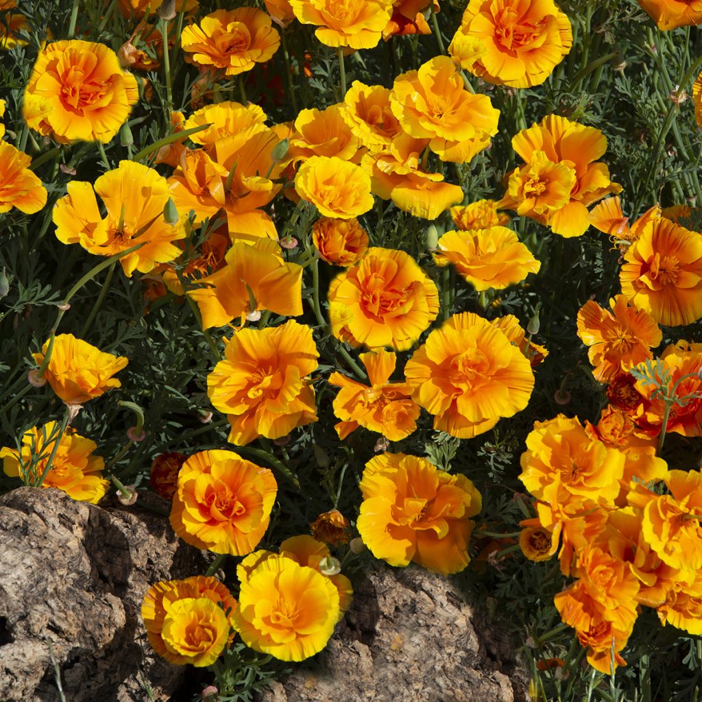 Graines de Pavot de Californie Lady Marmalade - Eschscholzia californica