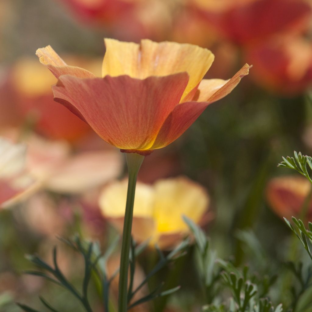 Graines de Pavot de Californie Thai Silk Apricot Chiffon - Eschscholzia californica