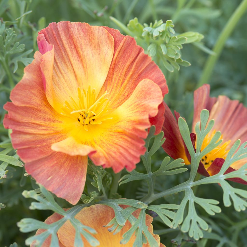 Graines de Pavot de Californie Thai Silk Apricot Chiffon - Eschscholzia californica