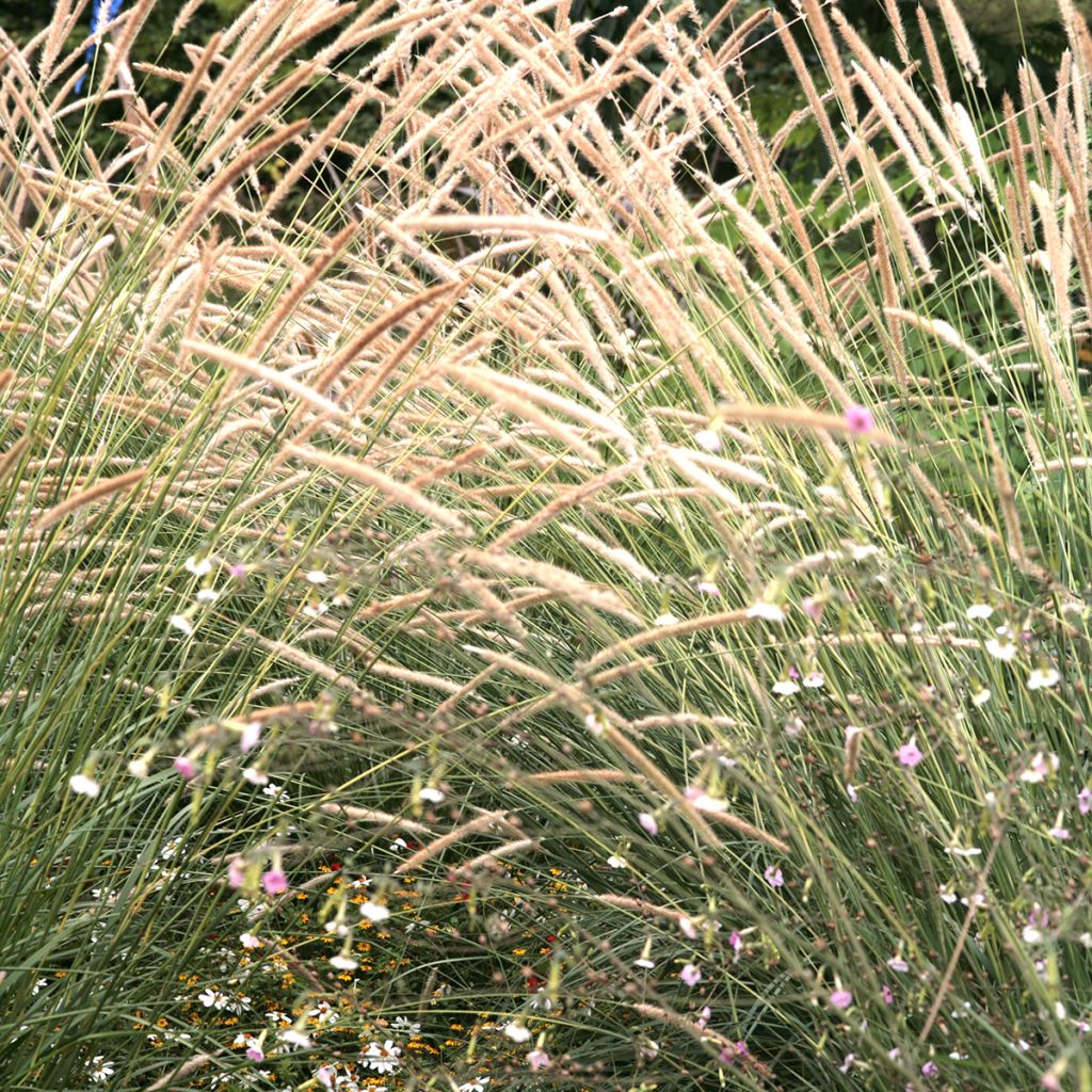 Graines de Pennisetum macrourum Tail Feathers - Herbe aux écouvillons