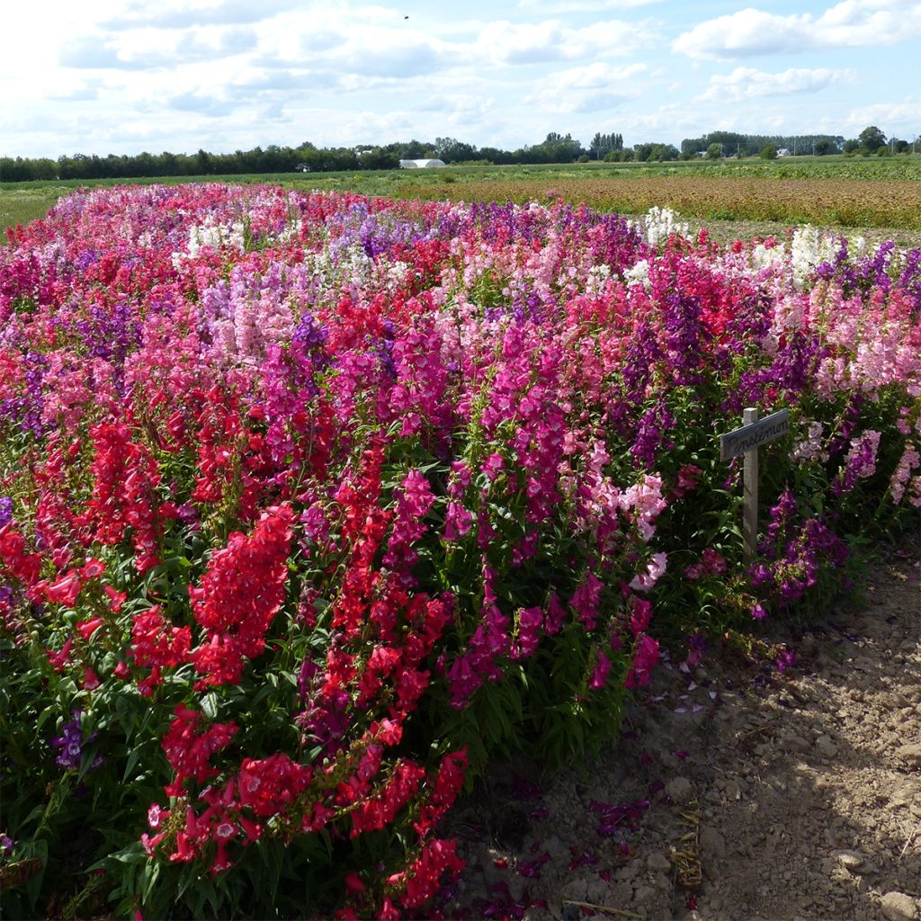 Graines de Penstemon Wedding Bells (hartwegii sensations) - Galane en mélange