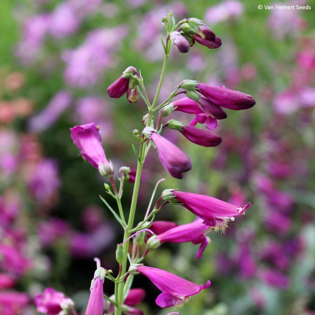 Graines de Penstemon barbatus Twizzle Purple - Galane