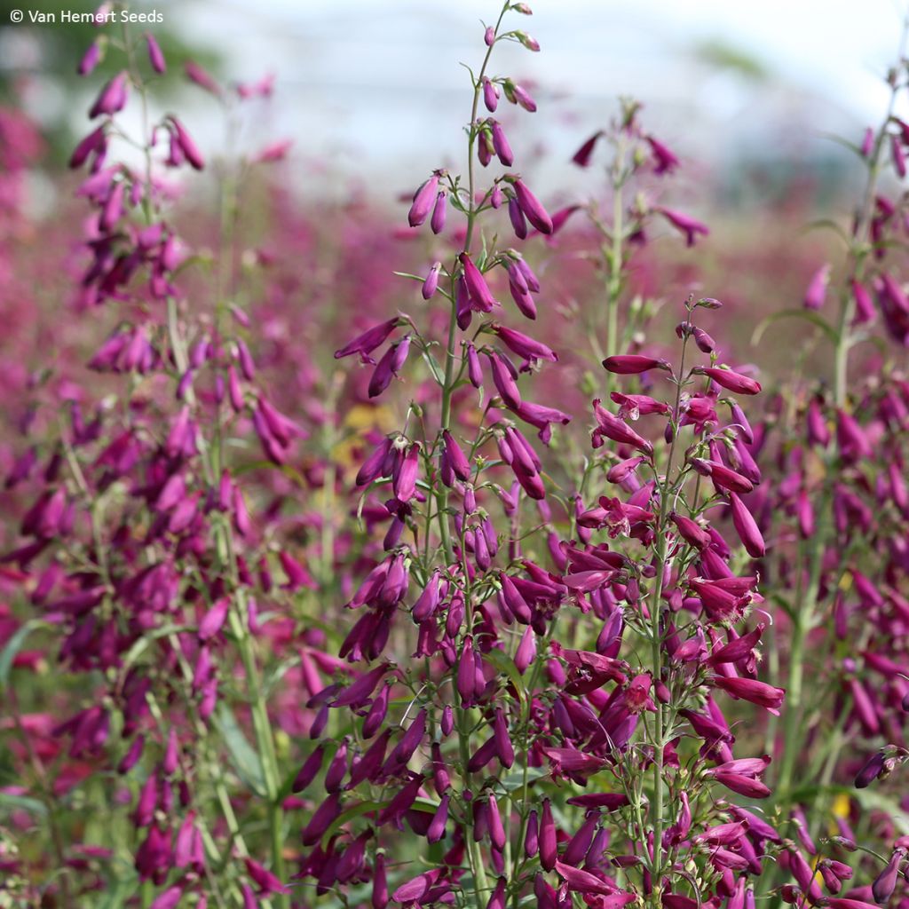 Graines de Penstemon barbatus Twizzle Purple - Galane