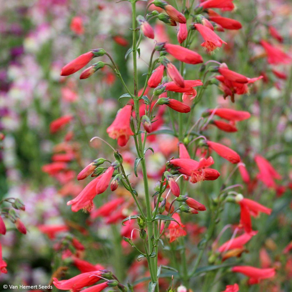 Graines de Penstemon barbatus Twizzle Scarlet - Galane