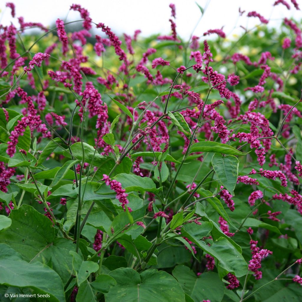 Graines de renouée orientale Cerise Pearls - Persicaria orientalis