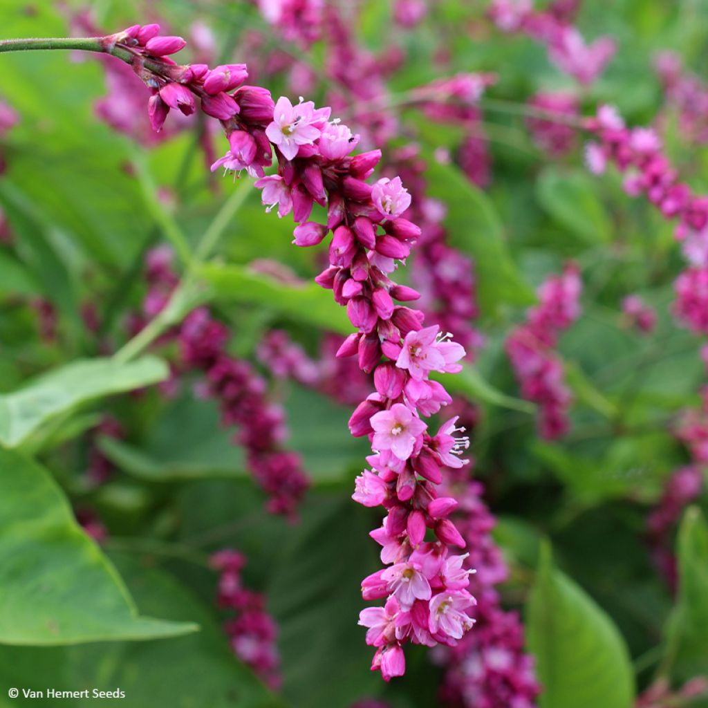 Graines de renouée orientale Cerise Pearls - Persicaria orientalis