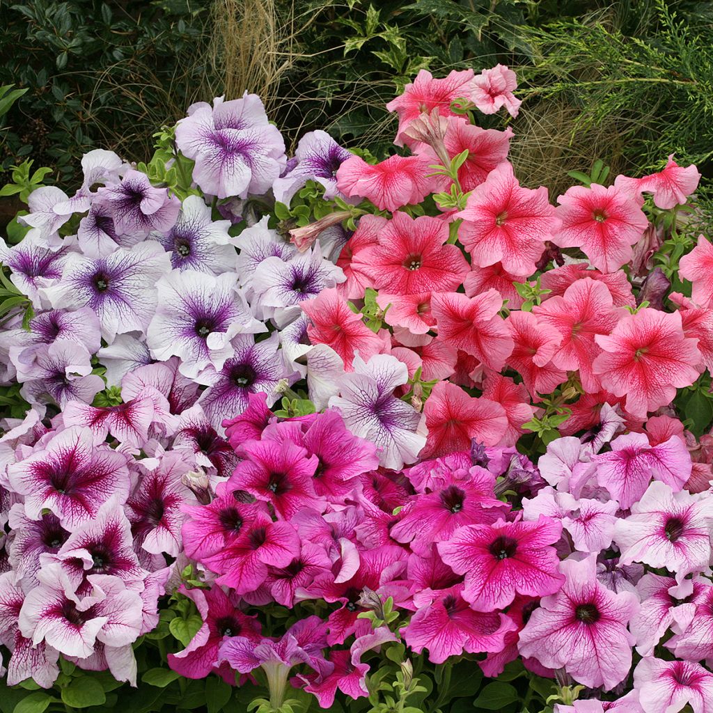 Graines de Pétunia nain Prism Sundae Mix