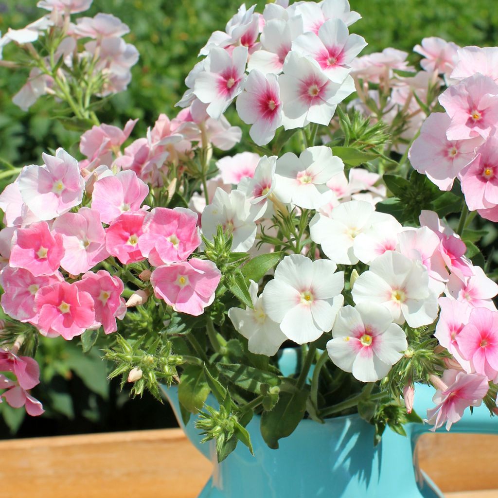 Graines de Phlox drummondii Blushing Bride - Phlox de Drummond annuel