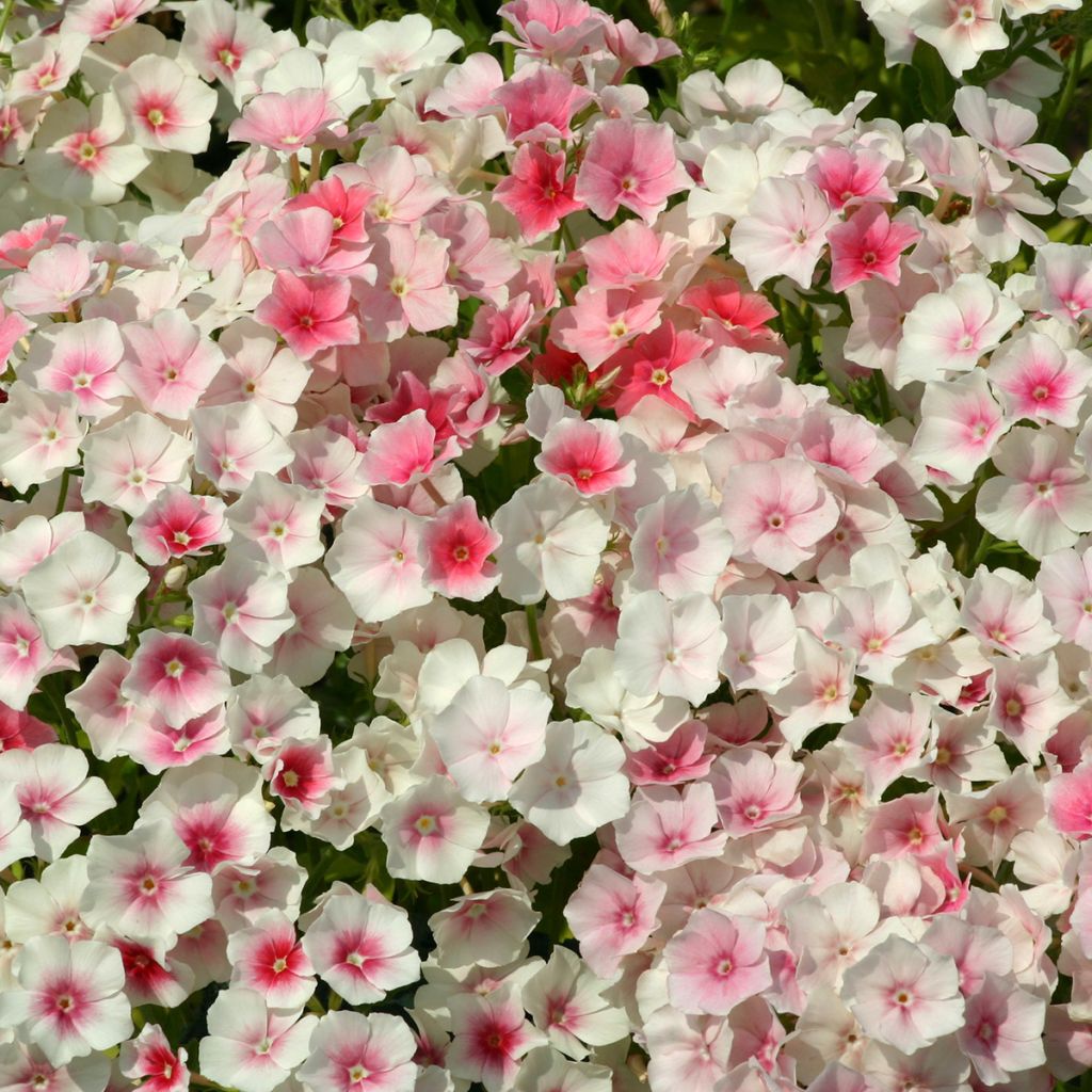 Graines de Phlox drummondii Blushing Bride - Phlox de Drummond annuel